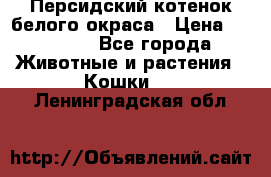 Персидский котенок белого окраса › Цена ­ 35 000 - Все города Животные и растения » Кошки   . Ленинградская обл.